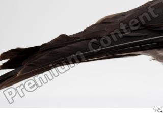 Carrion crow bird tail 0002.jpg